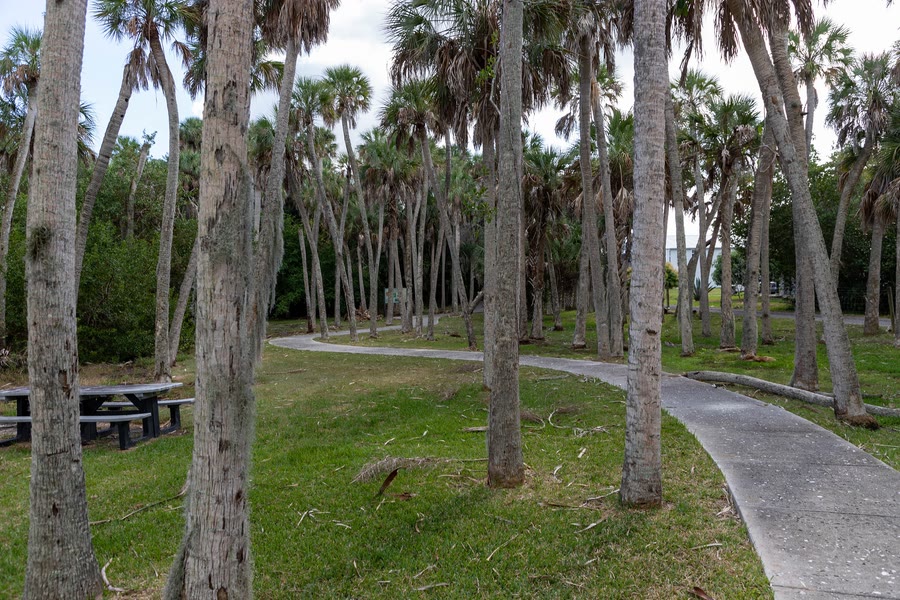 A present-day view of the grassy Madira Bickel temple mound on Terra Ceia Island in lower Tampa Bay, a raised earthwork among tall palms with a footpath running past it.
