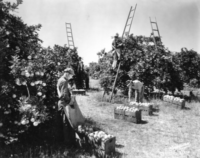 Field workers with baskets and ladders picking oranges among the trees of a Florida citrus grove.