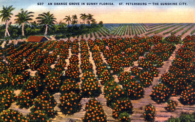 An orange grove on the Pinellas peninsula — rows of low citrus trees beneath tall pines and an open sky.