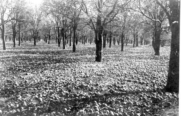 A citrus grove after a hard freeze, the trees stripped bare and blackened, bare ground between the rows.