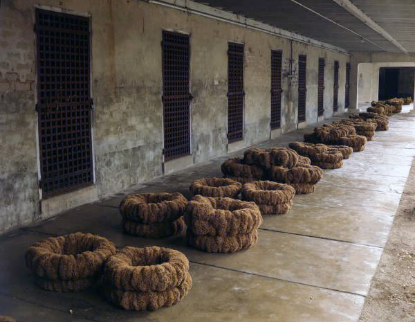Dozens of large natural sponges bundled into ring-shaped stacks, drying in rows along a long concrete-floored warehouse wall lined with barred windows.