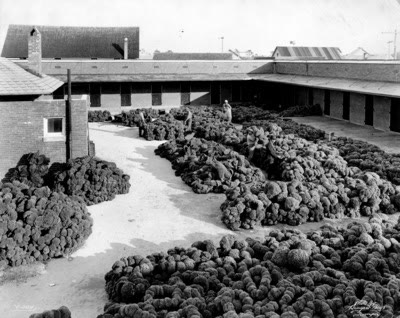 Several men in caps stand among low piles of natural sponges laid out on the ground at the sponge exchange, inspecting them.